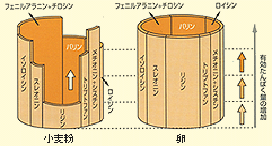 ���Ə������̃A�~�m�_�o�����X